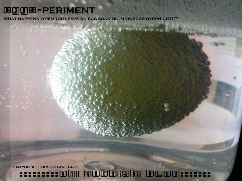 egg-SPERIMENT by oh rubbish blog