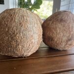I purchased these coconuts at El Palacio de los Jugos (Miami, FL). They had a nice round shape to them. Make sure they are kind of flat on the bottom so they can stand on their own (like a vase).  Also, using a sharp knife, carefully shave away the loose fibers from the outside of the coconut to give it a cleaner, smoother look.